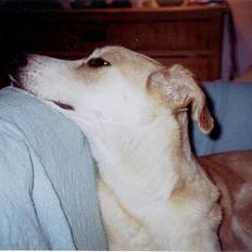 Blanding af racer Soffie