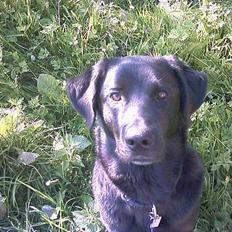 Blanding af racer spike