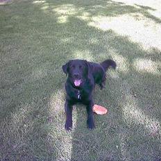 Blanding af racer spike