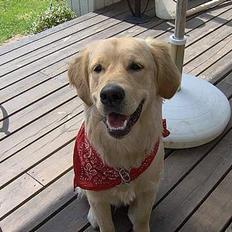 Golden retriever Baloo