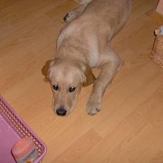 Golden retriever Baloo