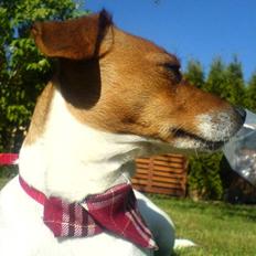 Dansk svensk gaardhund Freja