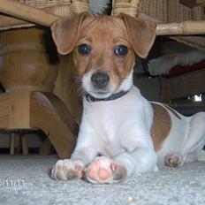 Dansk svensk gaardhund Freja