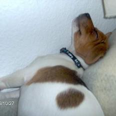 Dansk svensk gaardhund Freja