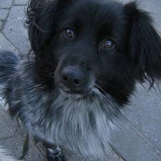 Blanding af racer Max (aflivet)