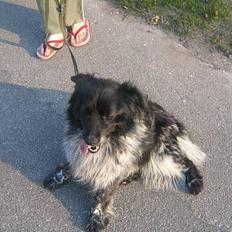 Blanding af racer Max (aflivet)