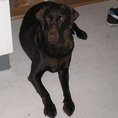 Labrador retriever Daizy