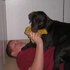 Labrador retriever Daizy