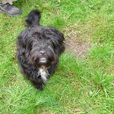 Blanding af racer Bølle