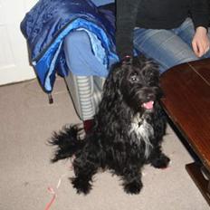 Blanding af racer Bølle