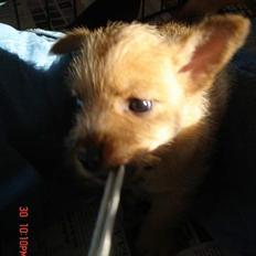 Norwich terrier Bjørn