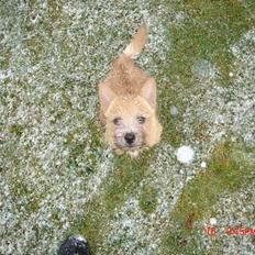 Norwich terrier Bjørn
