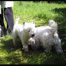 West highland white terrier TRIMMEKURSUS d. 4. juni 