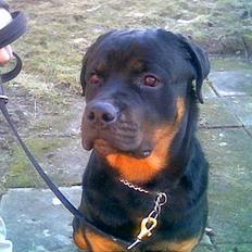 Rottweiler Asterix