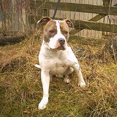 Amerikansk staffordshire terrier Pumba
