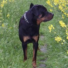 Rottweiler Thais