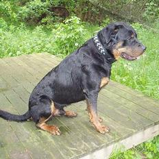 Rottweiler Thais