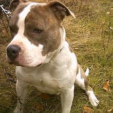 Amerikansk staffordshire terrier Pumba