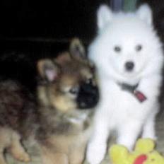 Samojedhund Jago007*i looove my self*
