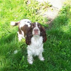 Engelsk springer spaniel Hazelwoods Venus Williams