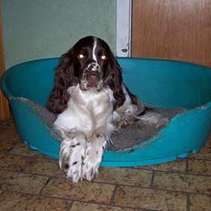Engelsk springer spaniel Hazelwoods Venus Williams