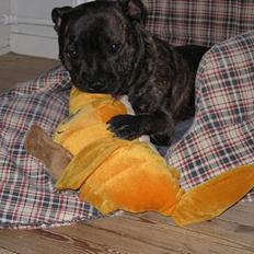 Staffordshire bull terrier Luna