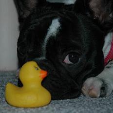 Fransk bulldog Alberte (Bobine's Tammi)