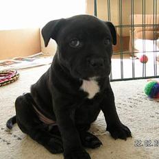 Staffordshire bull terrier Amagerstaff Sille