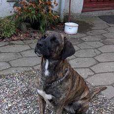 Broholmer Cassandra (cassie)