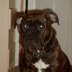 Amerikansk staffordshire terrier Berta