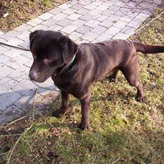 Labrador retriever Bølle