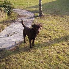 Labrador retriever Bølle