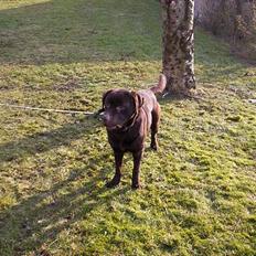 Labrador retriever Bølle