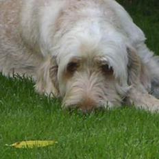 Spinone Evi