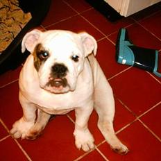 Engelsk bulldog Coco