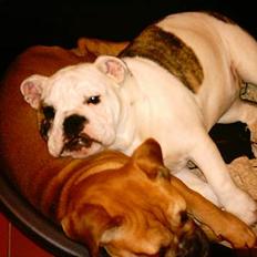 Engelsk bulldog Coco