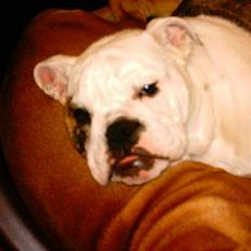 Engelsk bulldog Coco