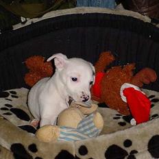 Jack russell terrier  Diana