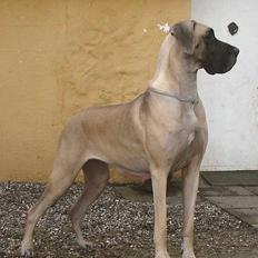 Grand danois Maxidan's Faith Hill