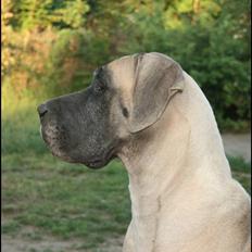 Grand danois Maxidan's Faith Hill