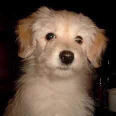 Bichon havanais Cuban Silky Dreams Ayshia