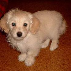 Bichon havanais Cuban Silky Dreams Ayshia