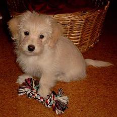 Bichon havanais Cuban Silky Dreams Ayshia