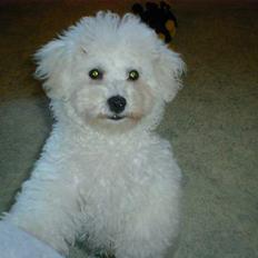 Bichon à poil frisé Lucky