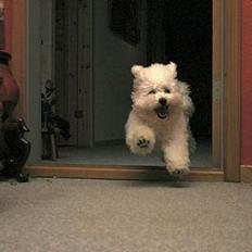 Bichon à poil frisé Lucky