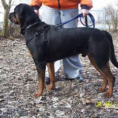 Rottweiler Asterix