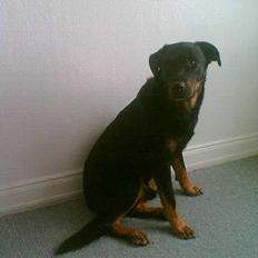 Blanding af racer Bjørn (Himmelhund)