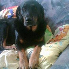 Blanding af racer Bjørn (Himmelhund)