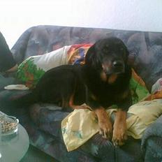 Blanding af racer Bjørn (Himmelhund)