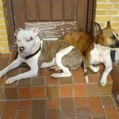 Blanding af racer Asta